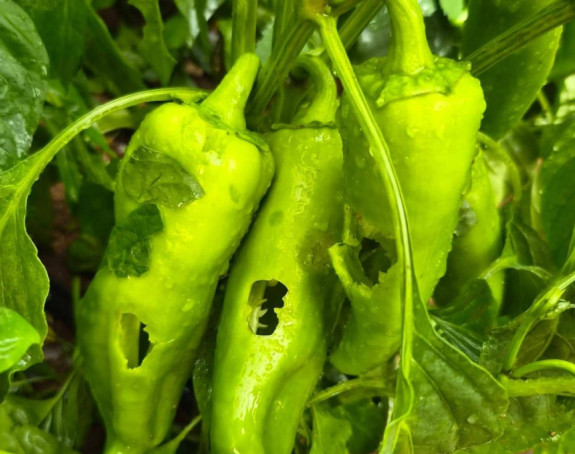 Šteta u Berkovićima procijenjena na 347.861 KM