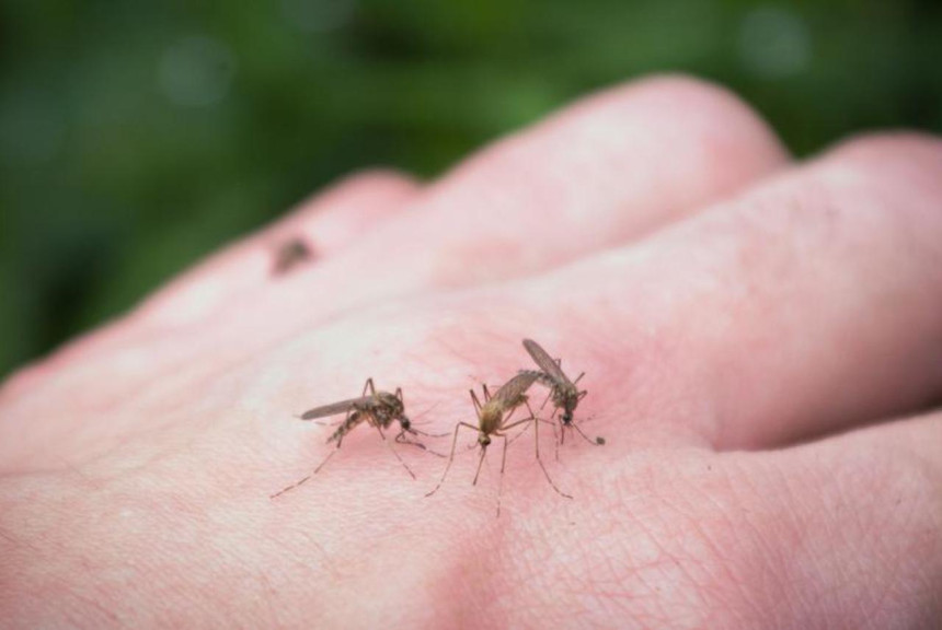 Evropom se ubrzano širi virus Zapadnog Nila