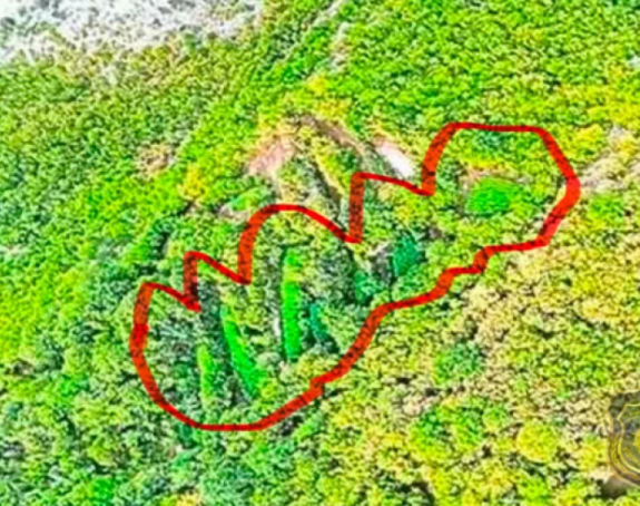 Otkrivene velike plantaže kanabisa u Hercegovini (FOTO)