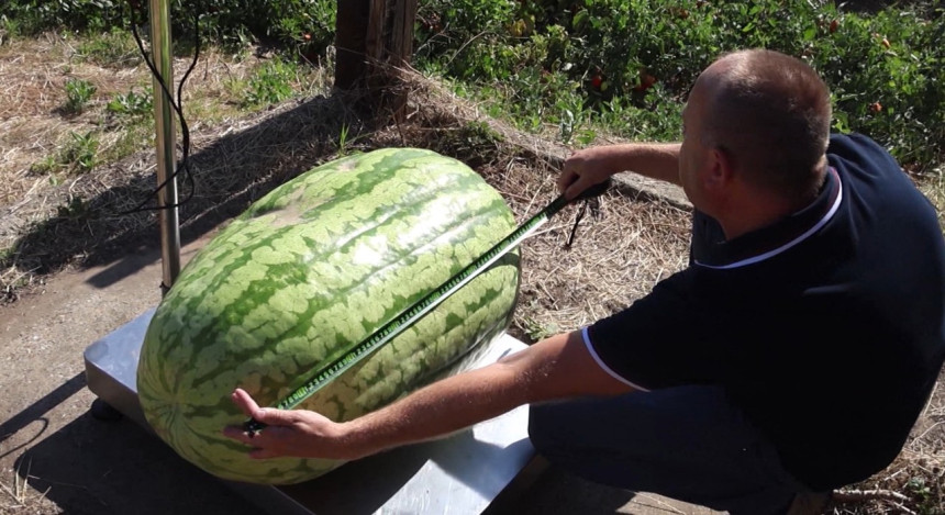 Čudo neviđeno: Lubenica teška 84 kilograma (VIDEO)