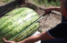 Čudo neviđeno: Lubenica teška 84 kilograma (VIDEO)