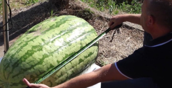 Čudo neviđeno: Lubenica teška 84 kilograma (VIDEO)