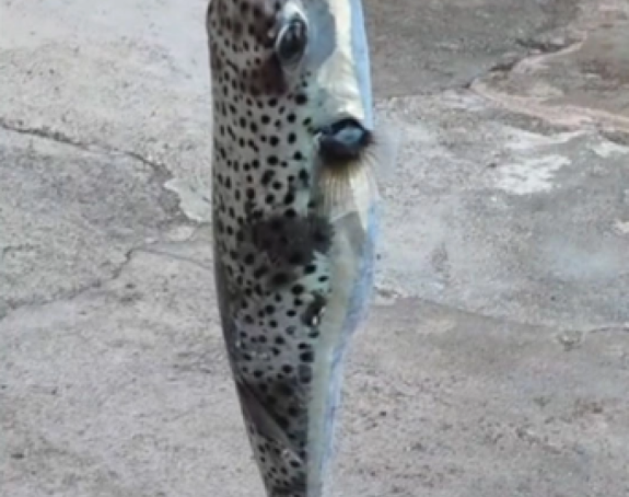 U Jadranskom moru ulovljena jedna od najopasnijih riba