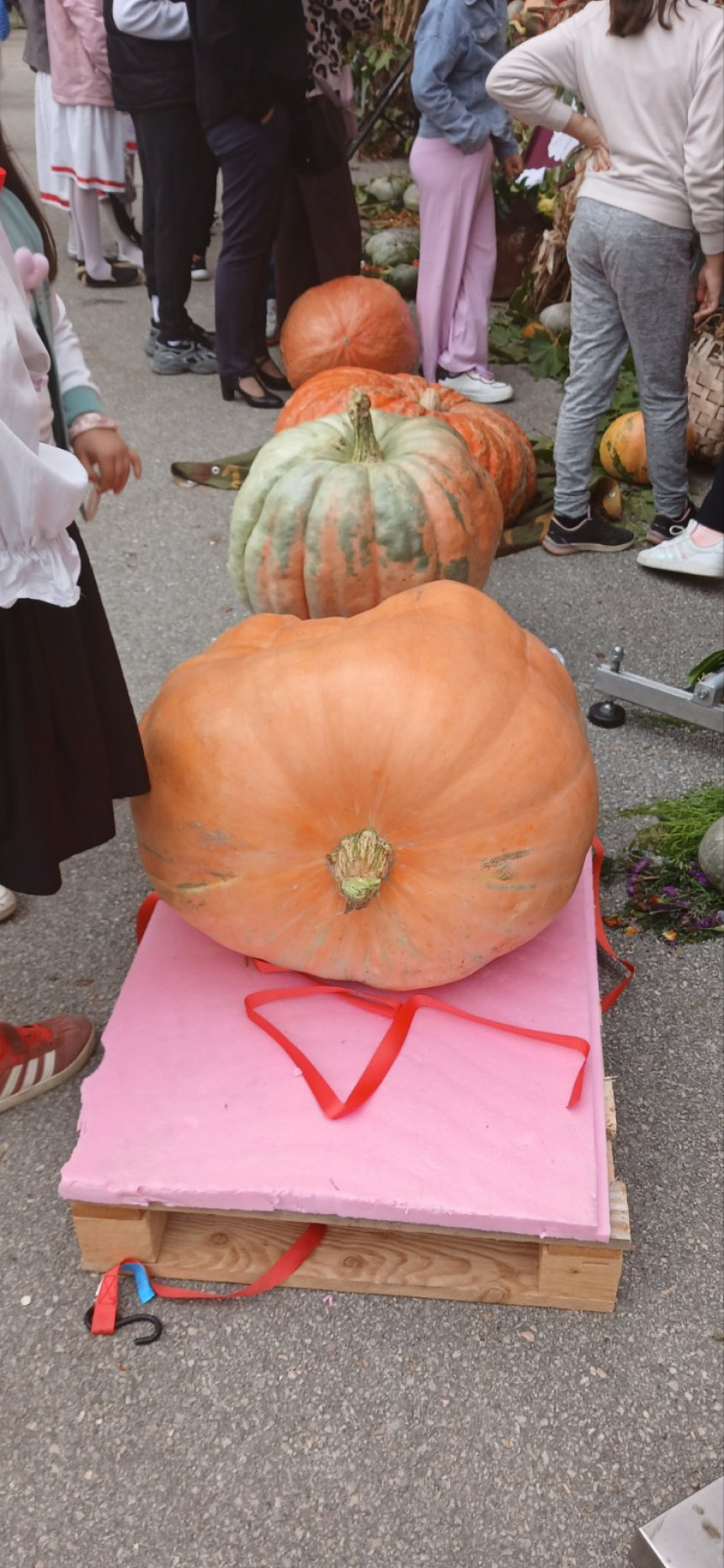 "Dani tikve" u Istočnoj Ilidži: Najteža imala čak 67 kg i 900 g