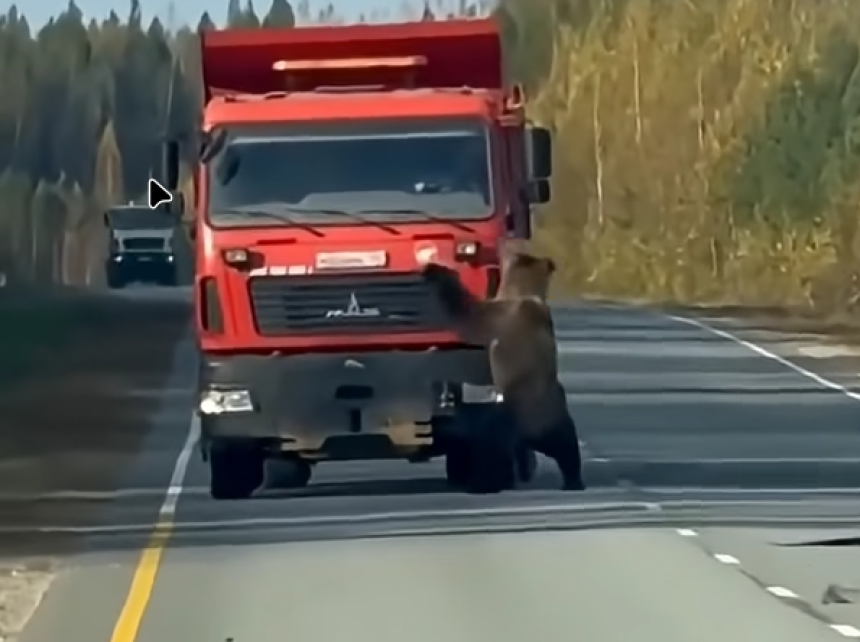 Medo izašao na put i igrao se s teretnjakom (VIDEO)