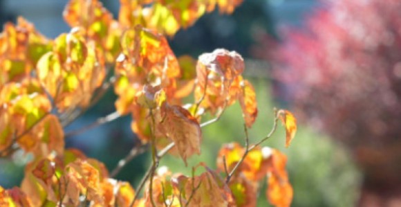 Danas sunčano i toplo, temperatura do 26 stepeni