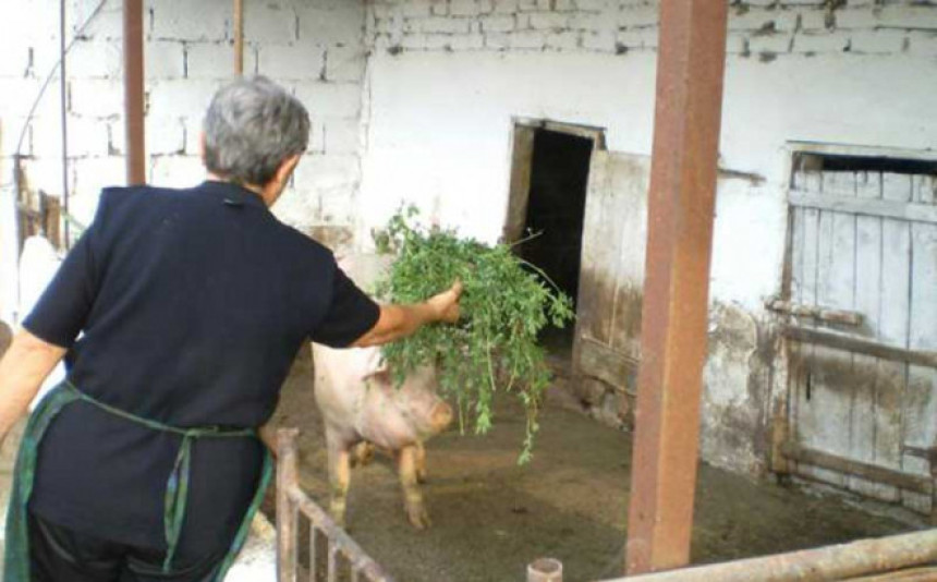 Кокошињци и свињци и даље у Бањалуци