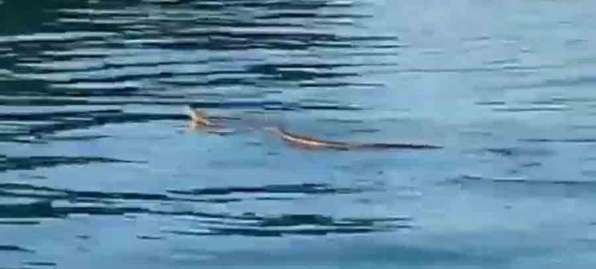 Хрватска: Змија плива Јадраном 