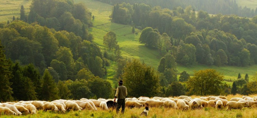 Postanite pastir