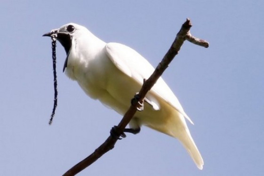 Бели звончар је најгласнија птица на свету! (видео)