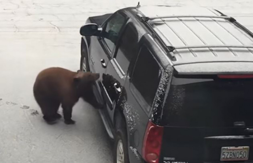 Medvjed otvorio vrata i ušao u parkiran auto