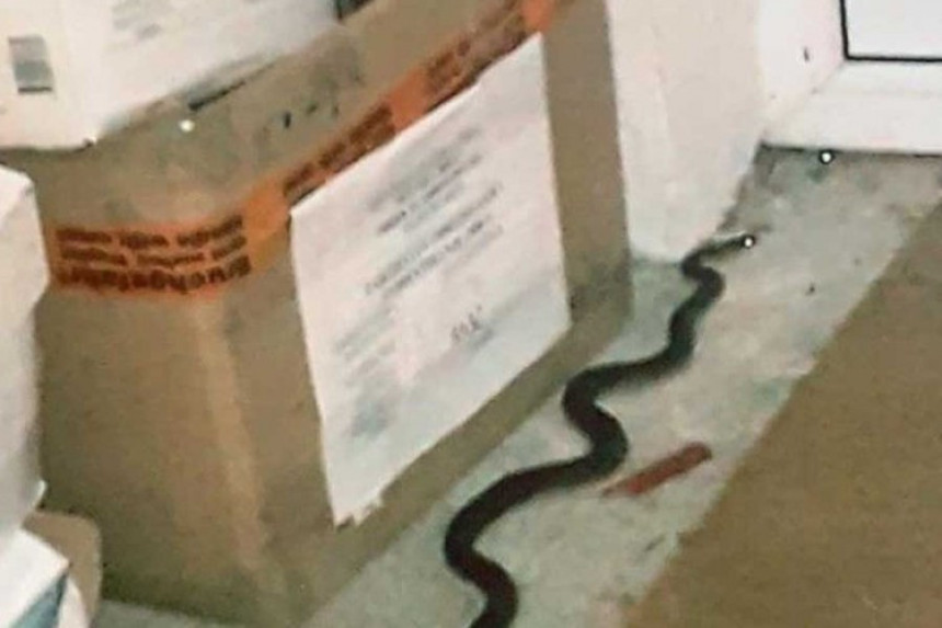 Змија ушла у архив МУП-а УСК