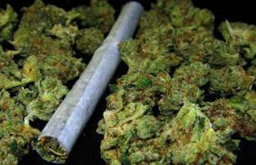 Otkriveno 705 kg marihuane