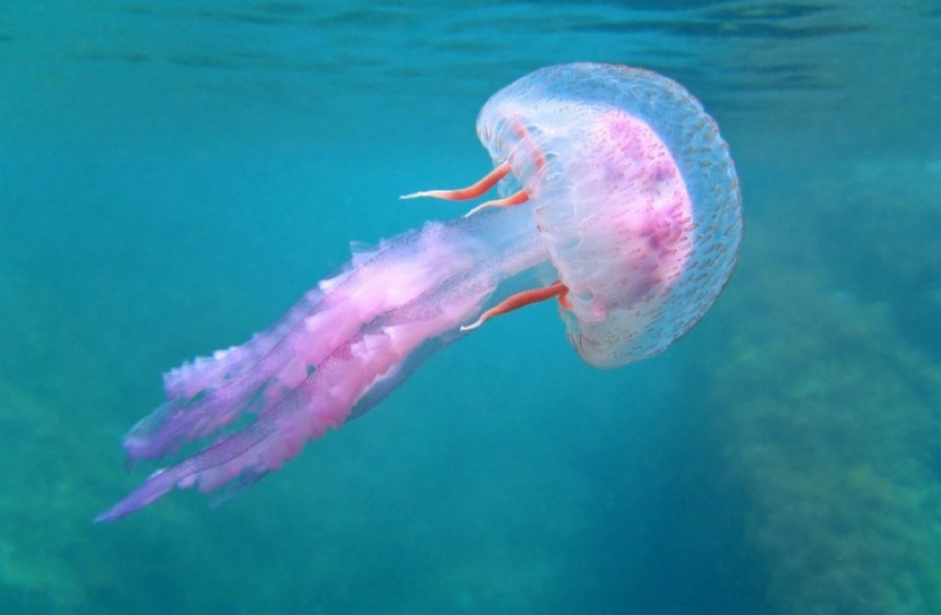 Šta kad vas opeče meduza