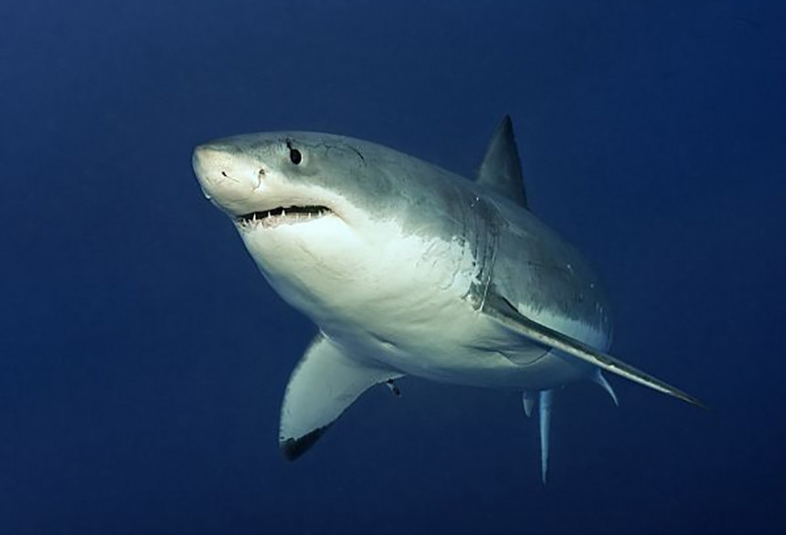 Уловљена ајкула тешка пола тоне
