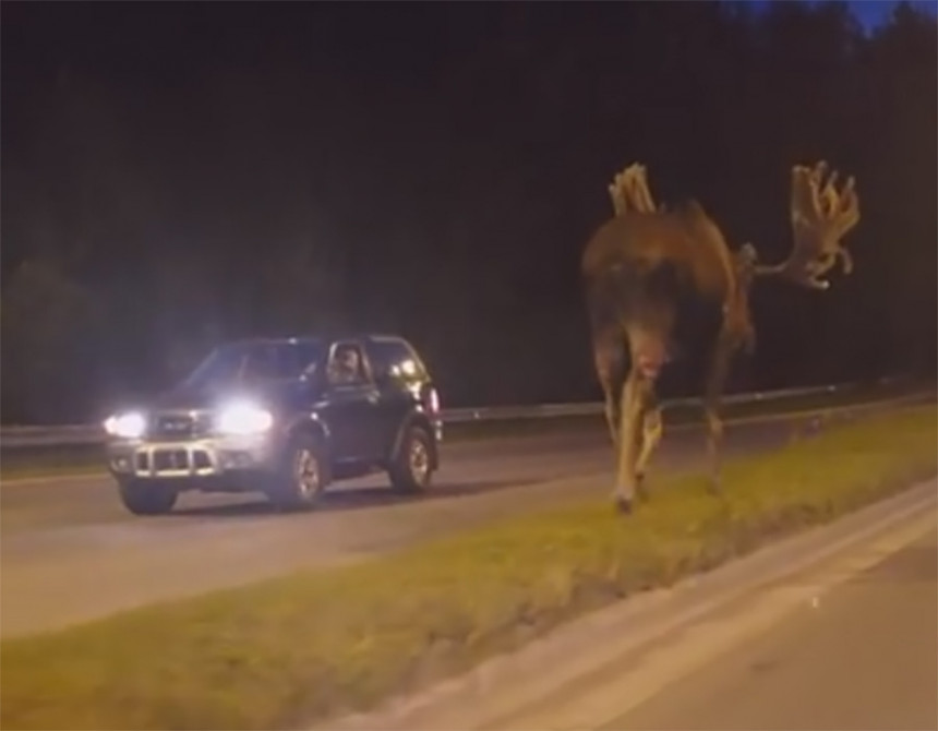 ВИДЕО: Велики лос снимљен на путу
