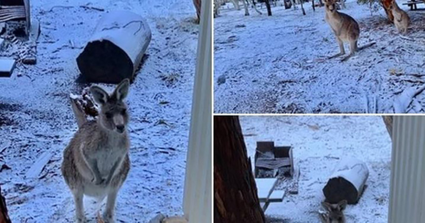 Zima u Australiji: Kenguri uživaju u snježnoj idili 