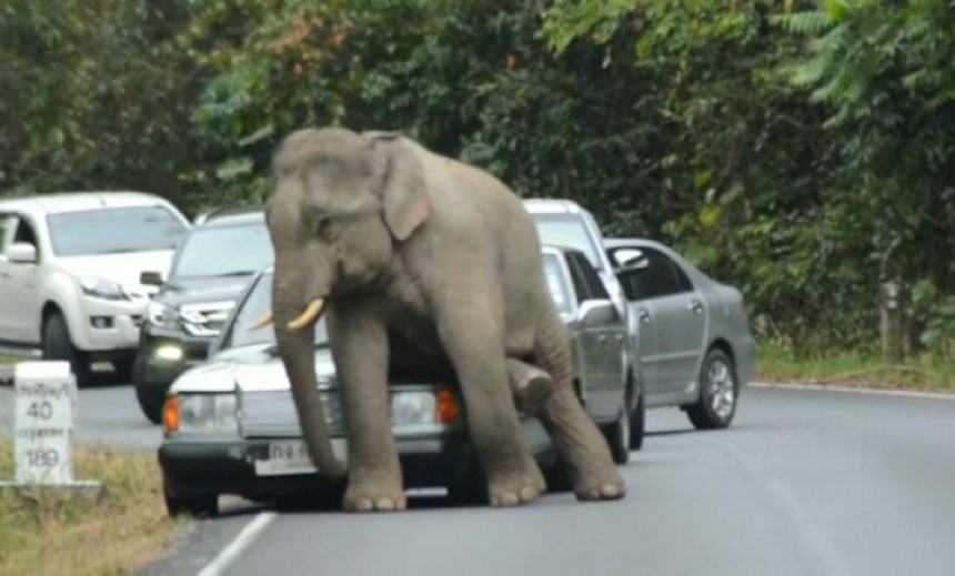 Кина: Слон оштетио возила на аутопуту