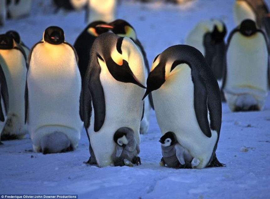150.000 пингвина угинуло од глади