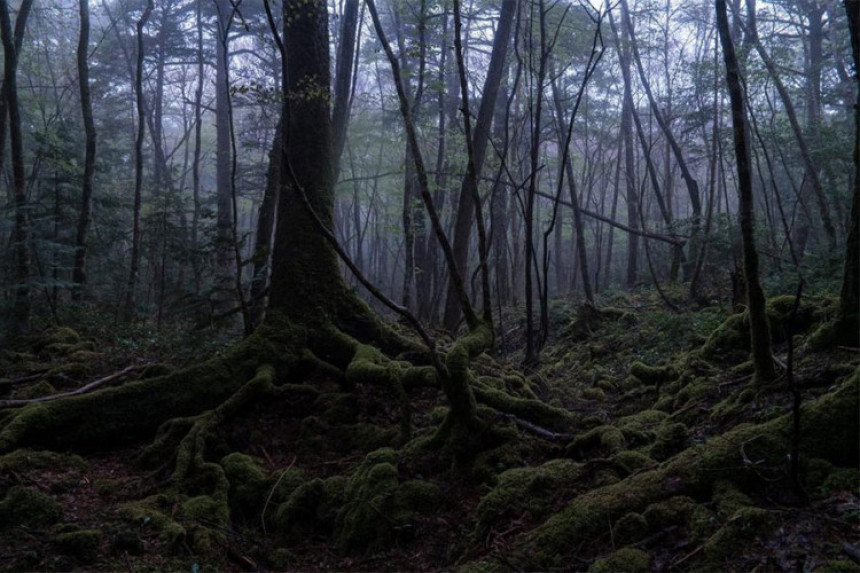 Japan: Šuma užasa i samoubica 