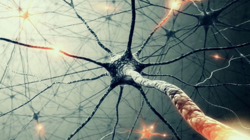 Mozak posle 13. godine ne proizvodi neurone za pamćenje?