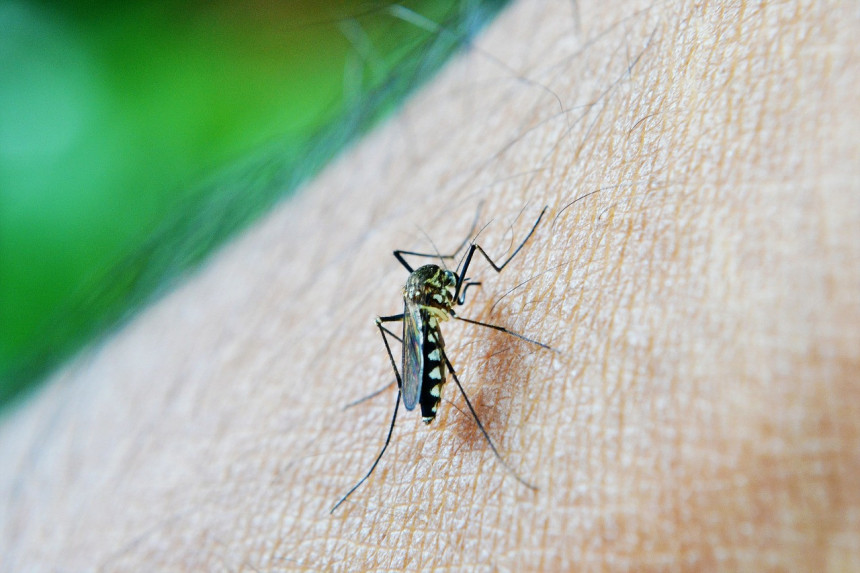 Ujedaju vas komarci? Evo načina da ih se riješite