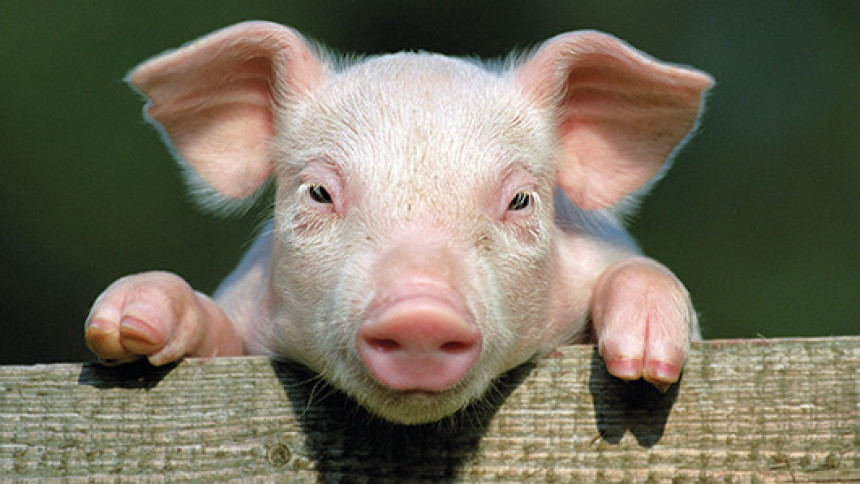 Болест свиња у мађарских селима
