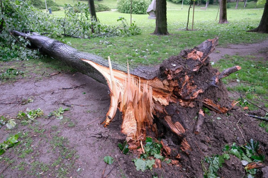 Загреб: Вјетар рушио дрвеће 