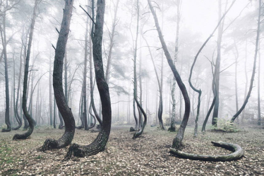 Iskrivljena šuma, prirodni fenomen