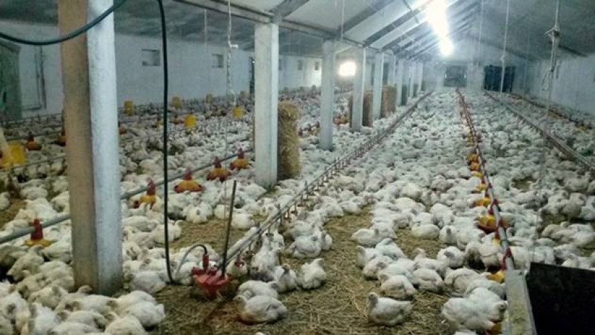 ЕУ одобрила извоз пилетине из БиХ 