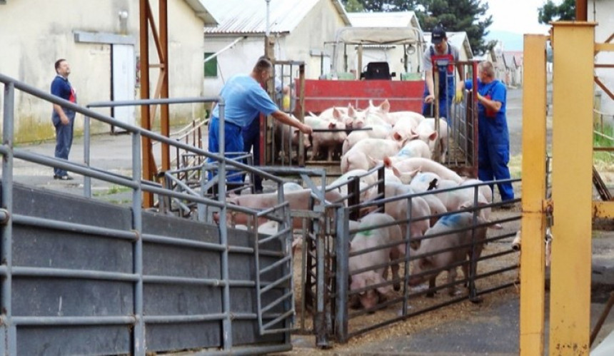 Свињари пријете гашењем фарми