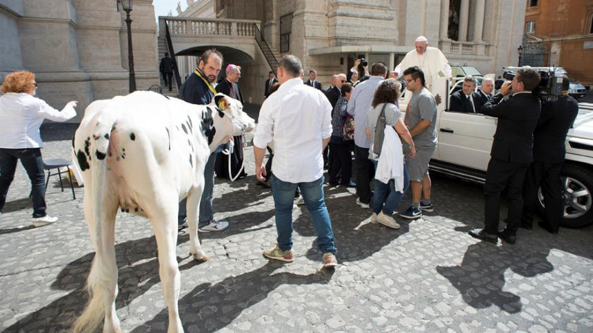 Papa dobio kravu na poklon