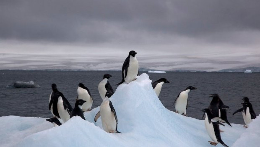 Угинуло хиљаде младих пингвина 
