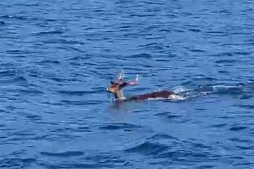 Jelen plivao u Jadranskom moru