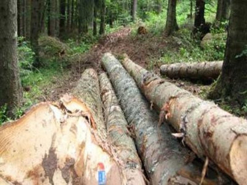 Lopovi "posjekli" skoro 2 miliona KM šume