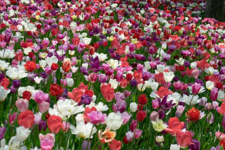 Japan: Beskrajni okean miliona cvjetova 