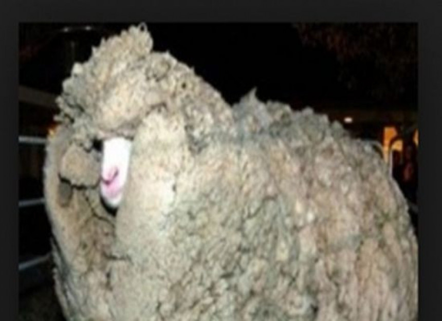 Овца која није за шишање!