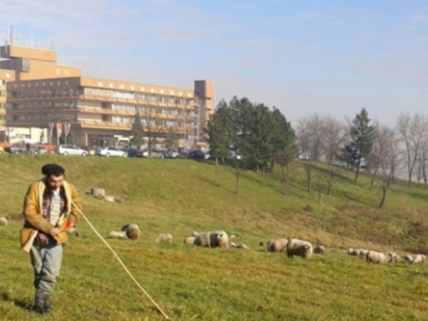 Stado ovaca na Paprikovcu