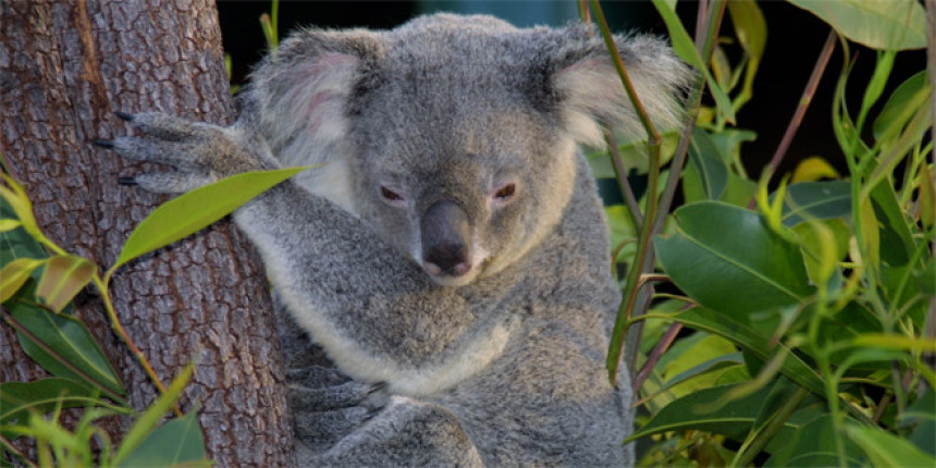 Аустралија: Убијено 700 изгладњелих коала