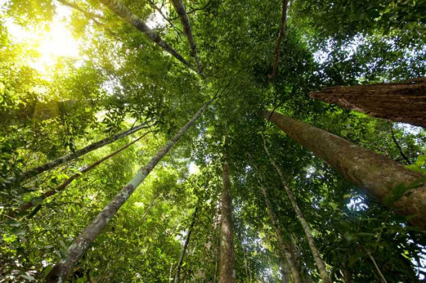 Zemlja ima još svega dvije velike prašume