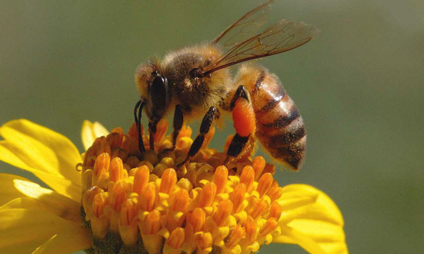 Ако пчеле изумру чека нас несташица меса и кафе? 