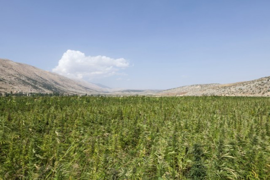 Kaliforniji prijeti velika suša zbog marihuane