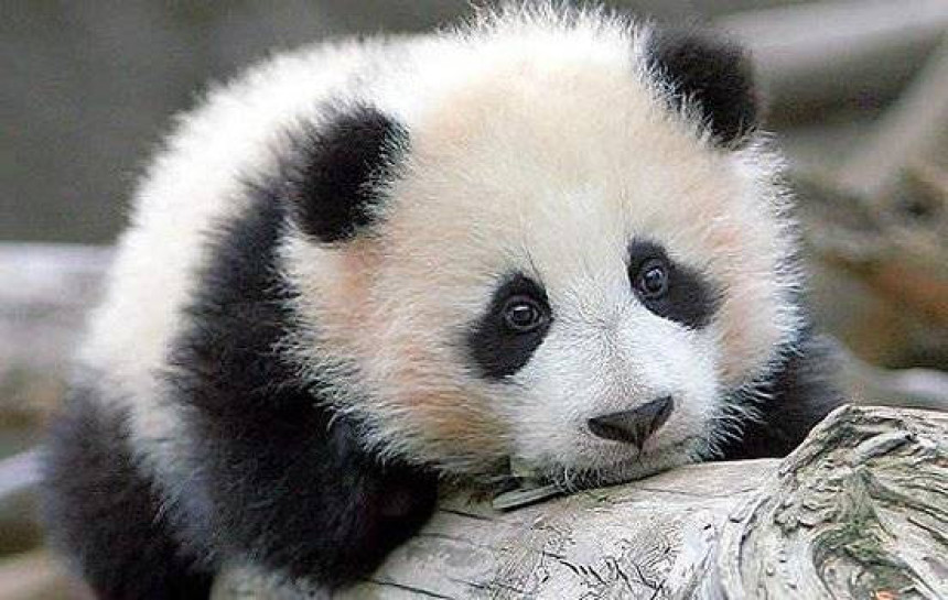Популација панди се повећала за 15 одсто