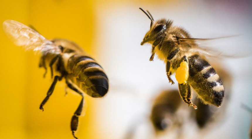 У Норвешкој отворен први "аутопут" за пчеле