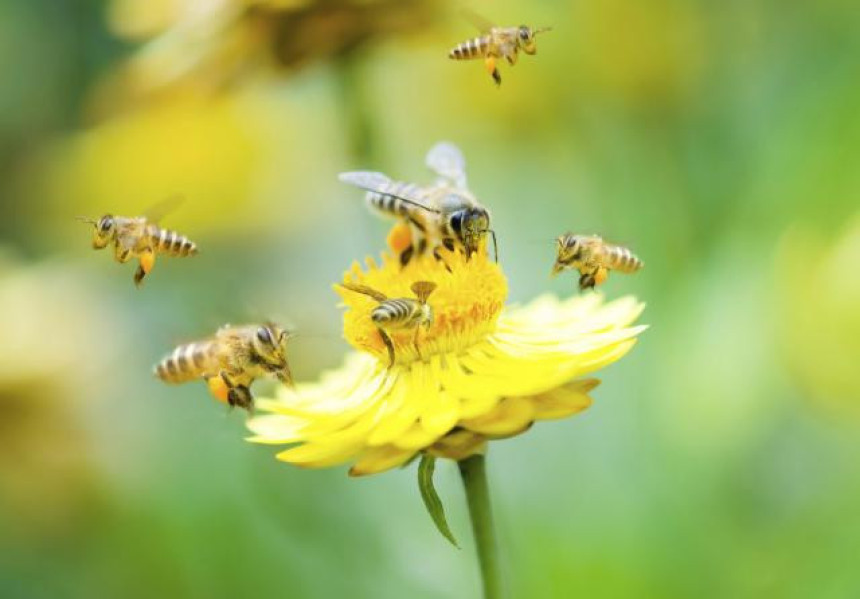 Pčele dobile prvi "autoput" u Norveškoj