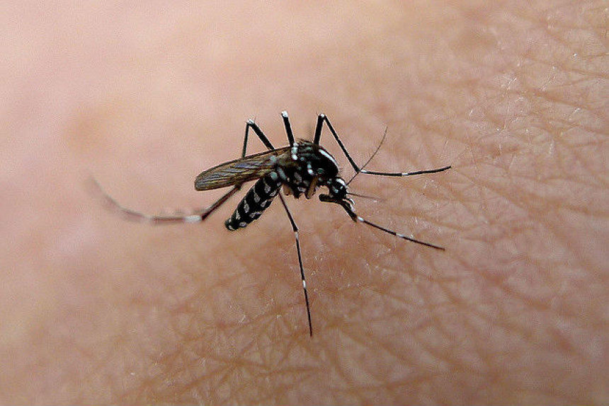 Како да ублажите реакцију на ујед комараца