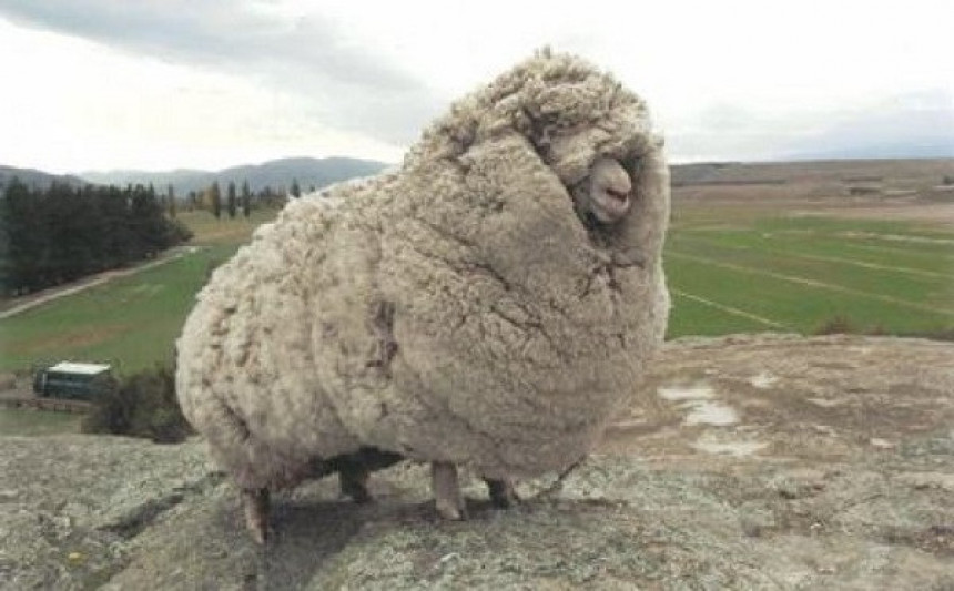 Ovca za Ginisa: Nosila vunu tešku 40 kg