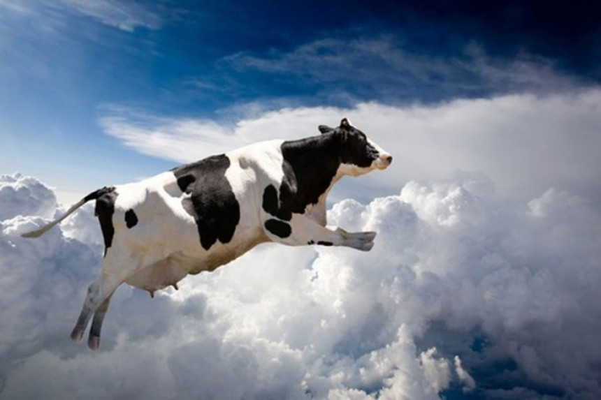 Крава пала с неба на аутомобил