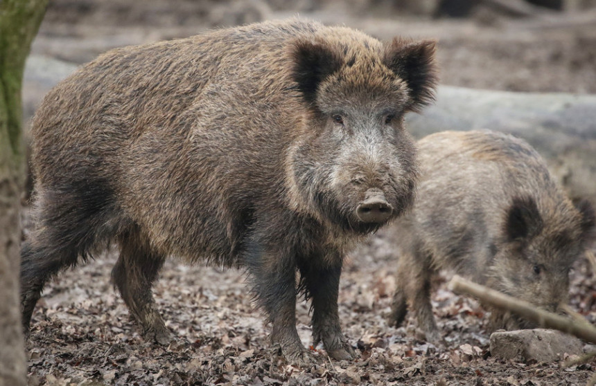 Одлука: Одстрел дивљих свиња због афричке куге