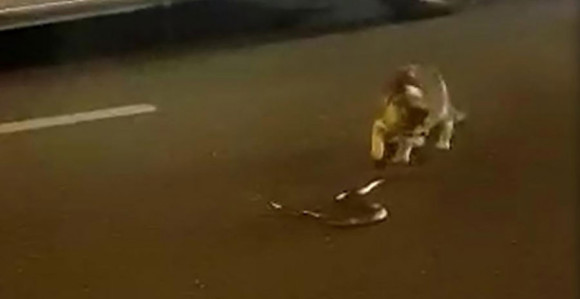 Obračun mačke i zmije u Sarajevu
